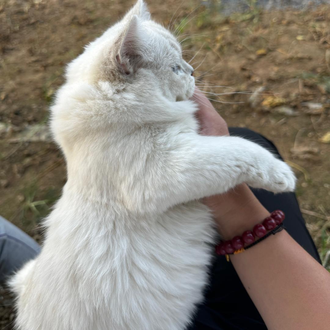 不会游泳的鱼