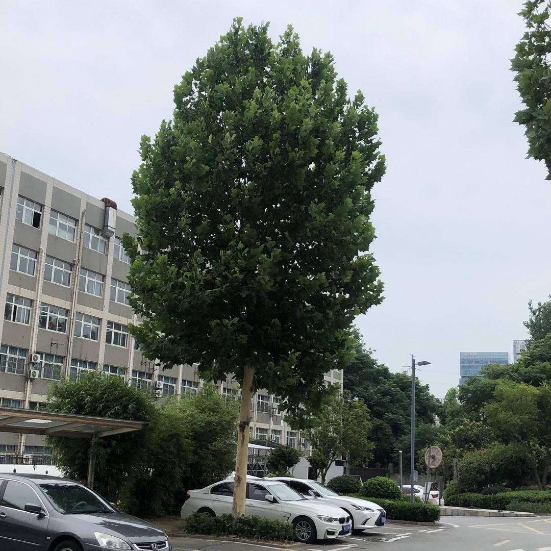 刀刀