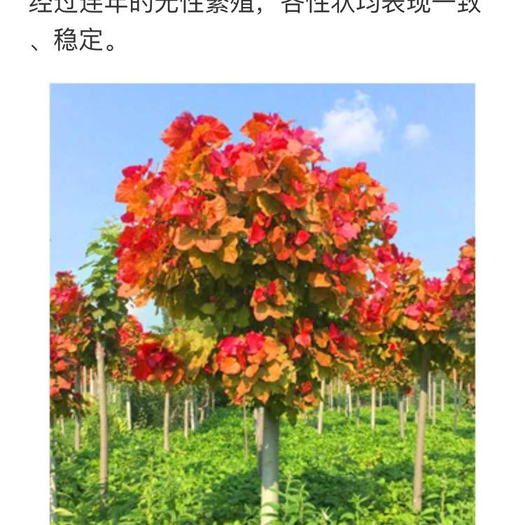 绿彩杨  赵伟