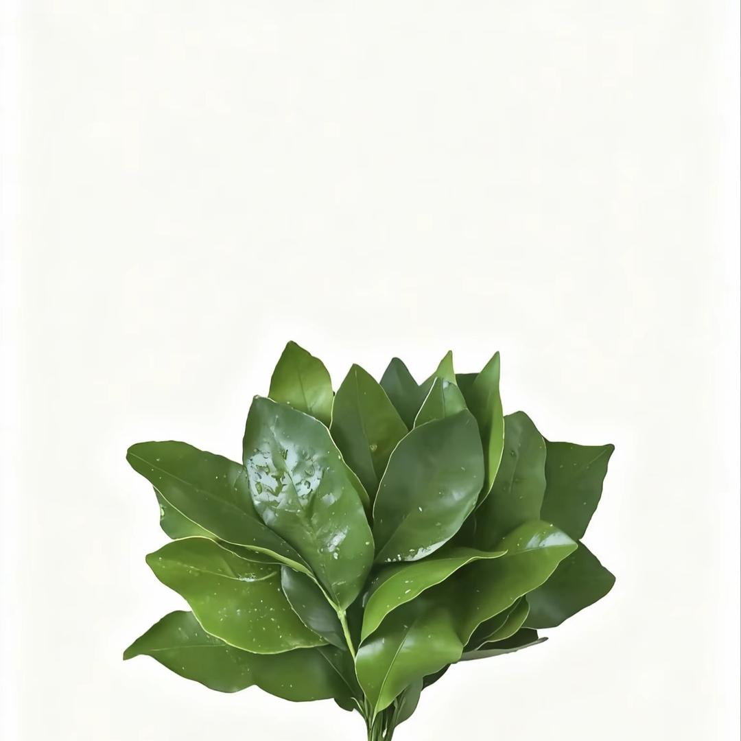 苏苏的养龟日常