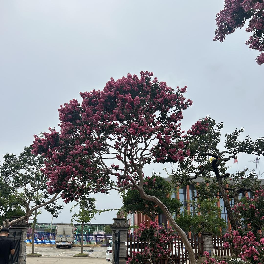 翼萱花卉园艺