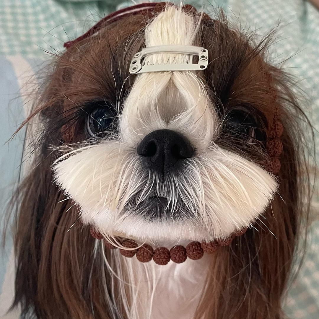 全世界最可爱的六六