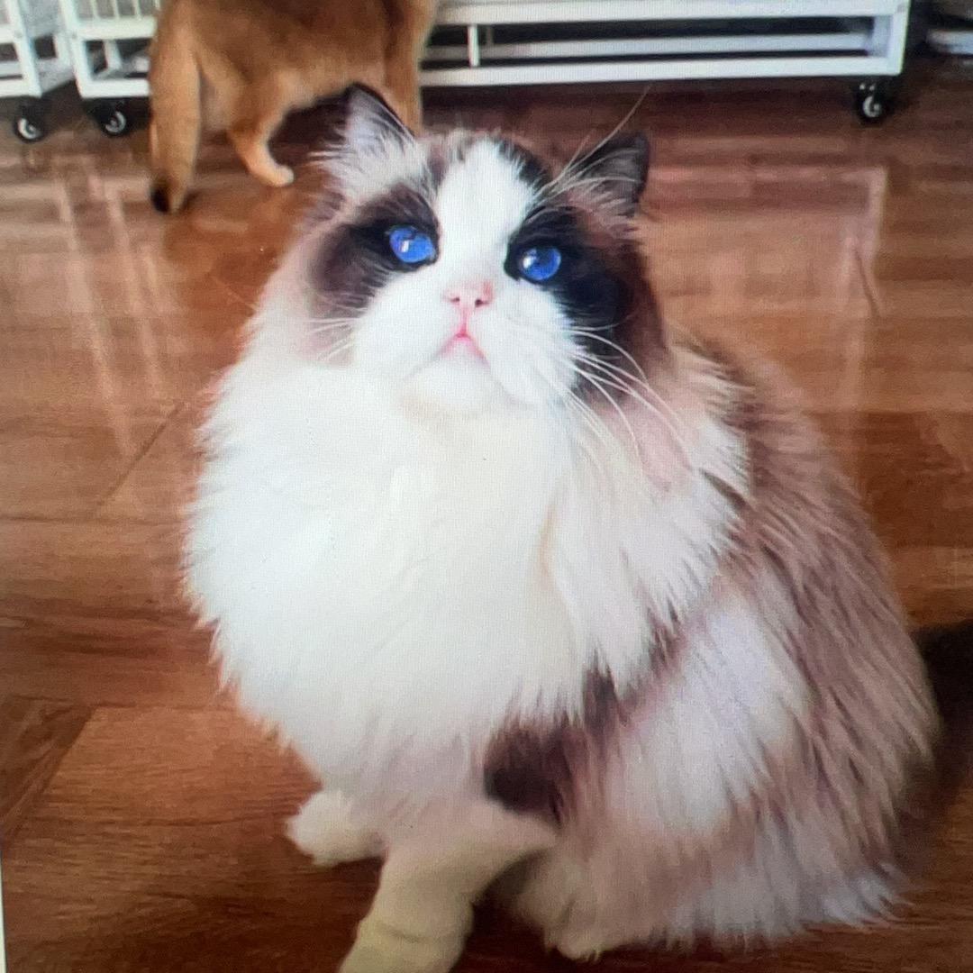 大俊的猫🐱