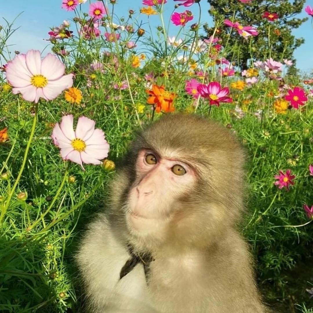 小猴要努力变强🪭