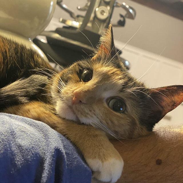 🦦
