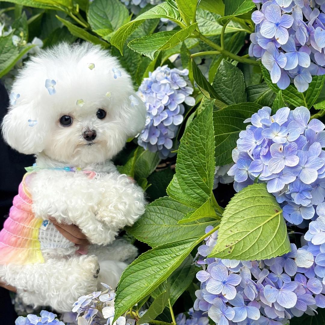 比熊豆豆爱旅游🌍