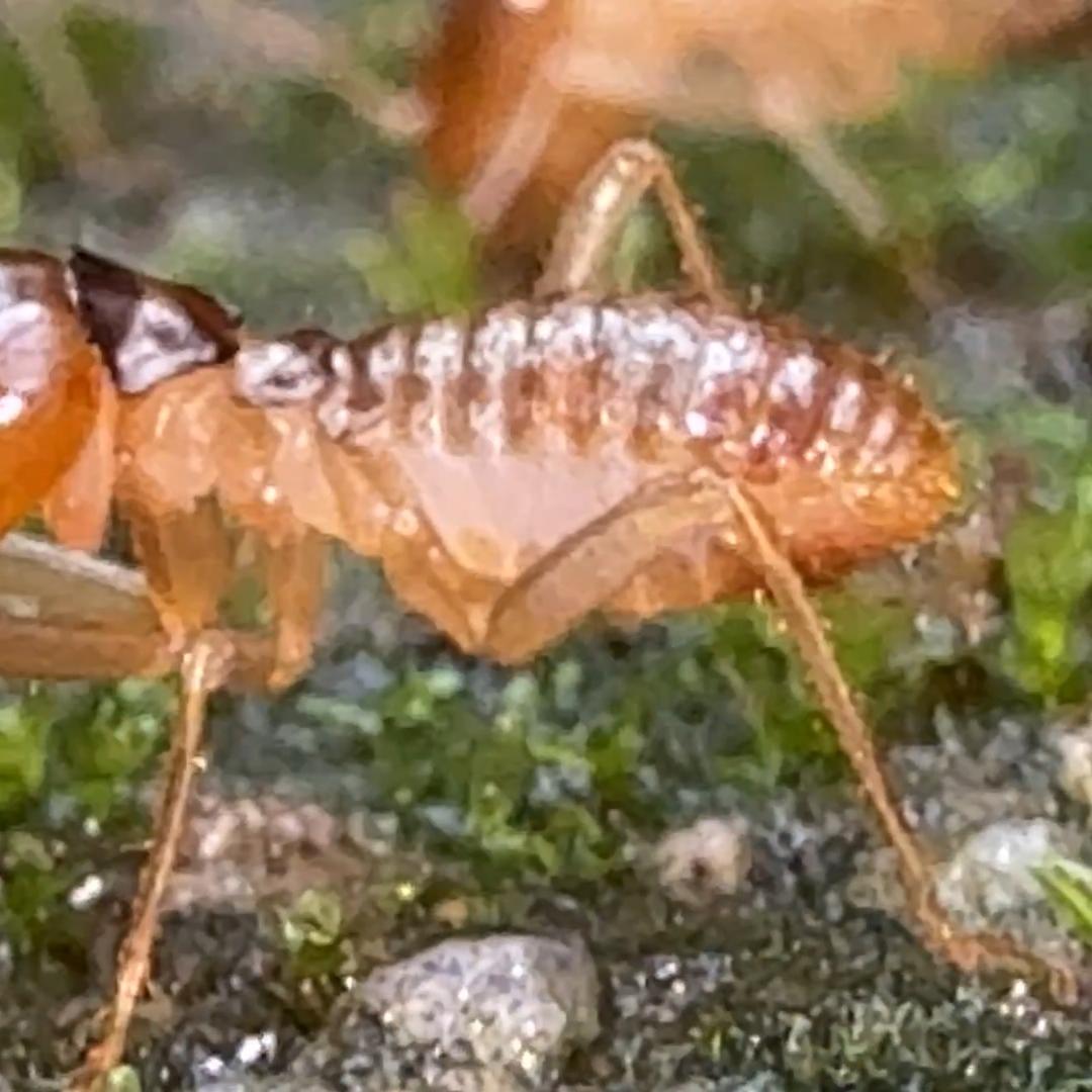 打假鸡枞菌伪科学诈骗