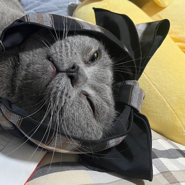小柒家的猫猫