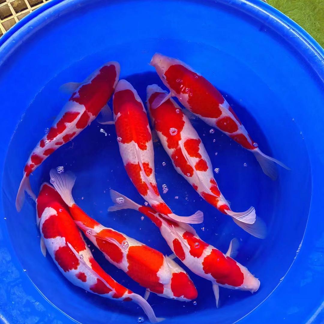 富祥锦鲤（2号店）