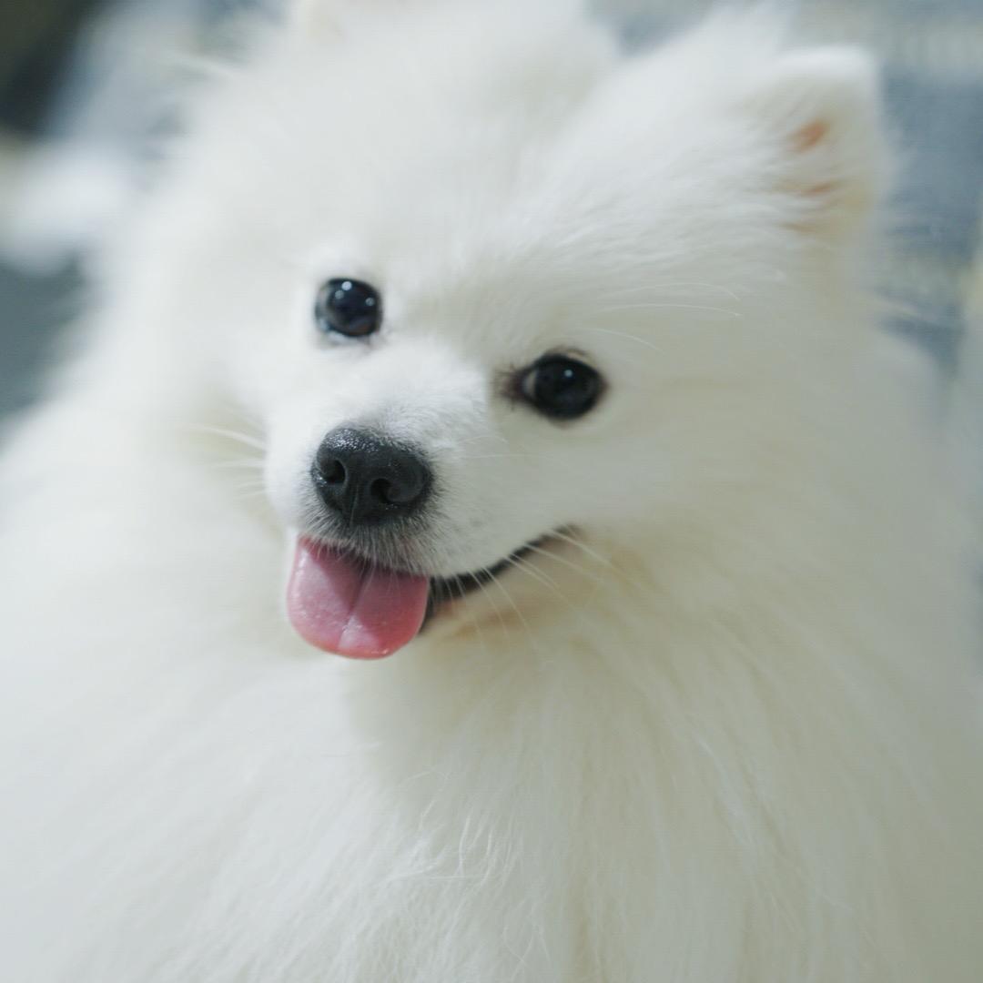 团团🐶是条小银狐