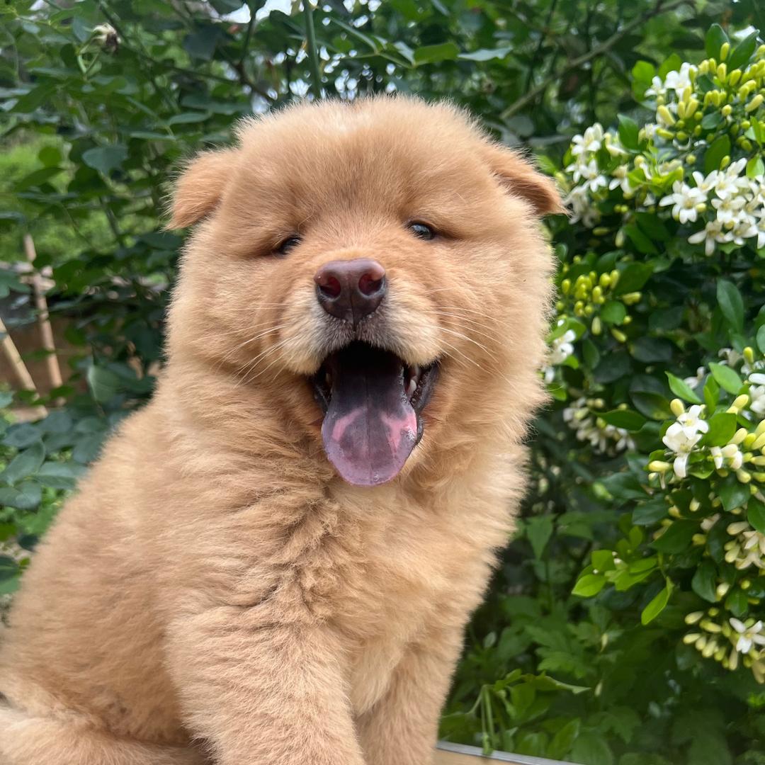 田园犬记录
