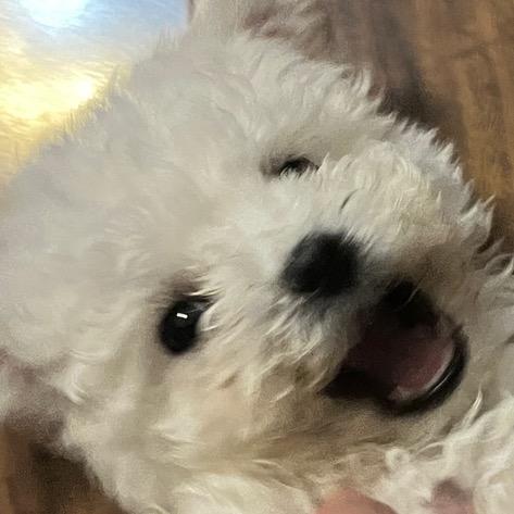 俄钓4-玉米棒子