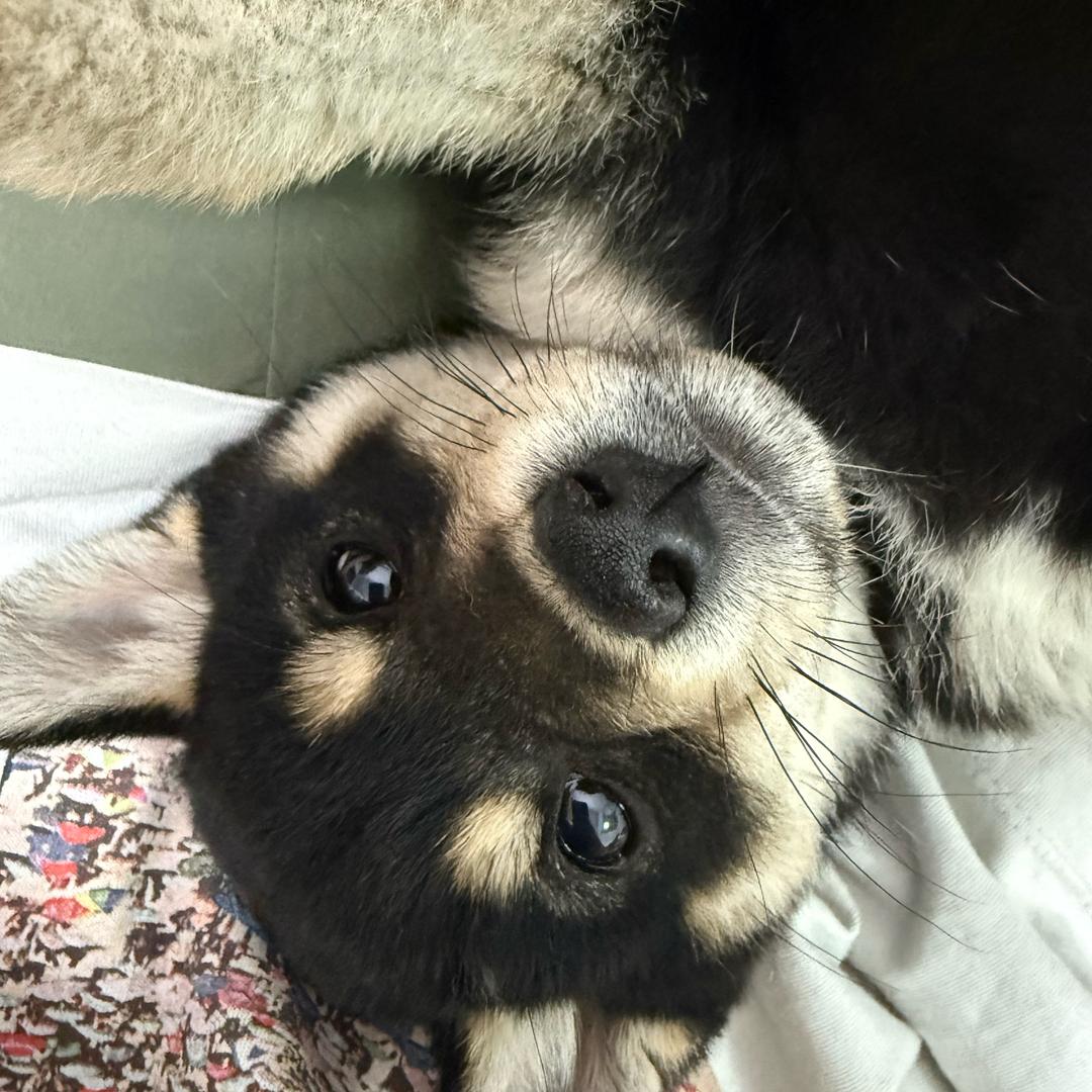 星岚柴犬