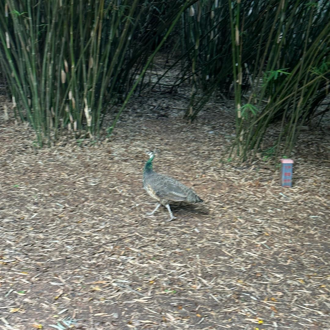 讲解师财哥-佛山明挺鑫零售店