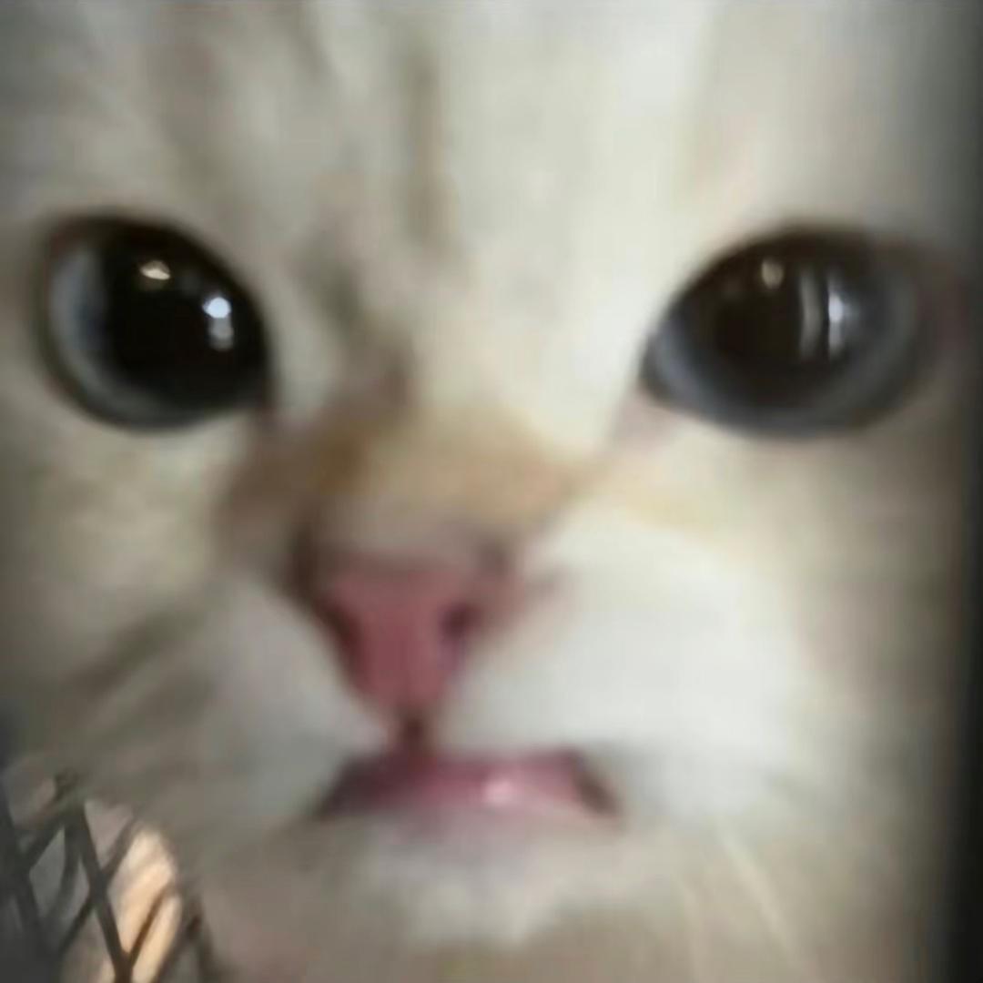白猫警长