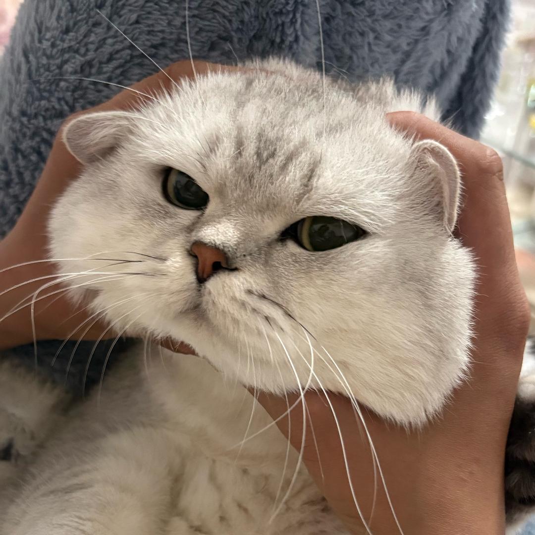 狗熊岭在逃翠花