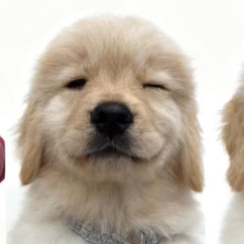 猪猪是只小金毛（一岁版）