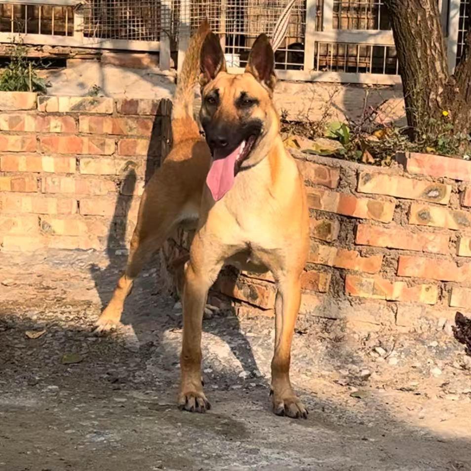 天水马犬—阿凯