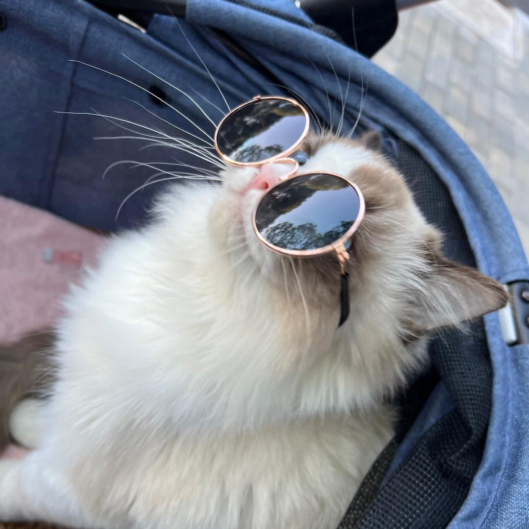 肥珑在天