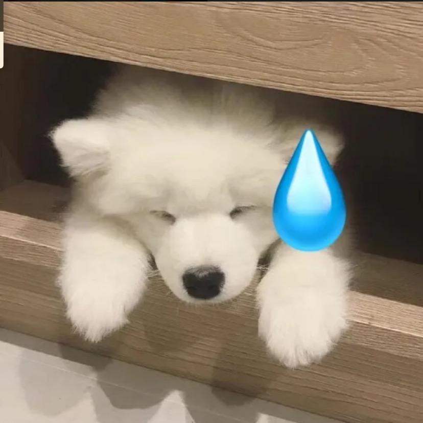 酒精过敏的修沟🐶