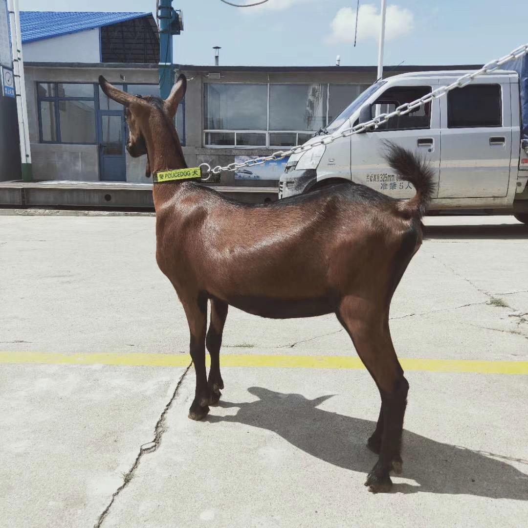 红鹿羊吐根堡奶山羊养殖