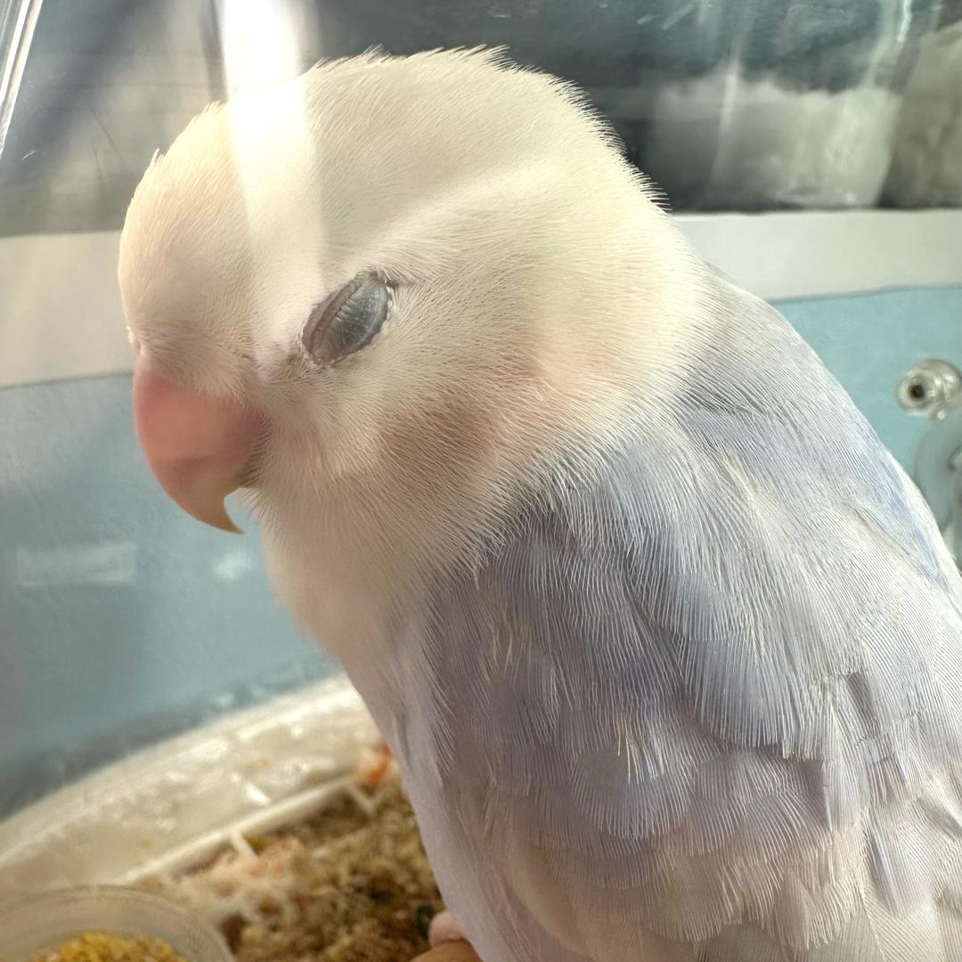 COCO小醋酱