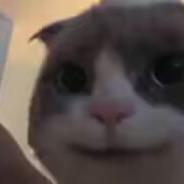 橘子猫头