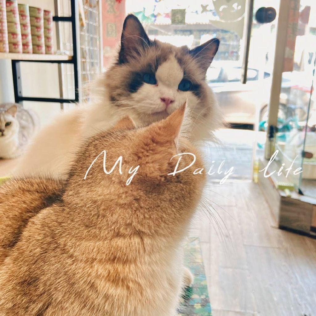 它知道宠物仓储店