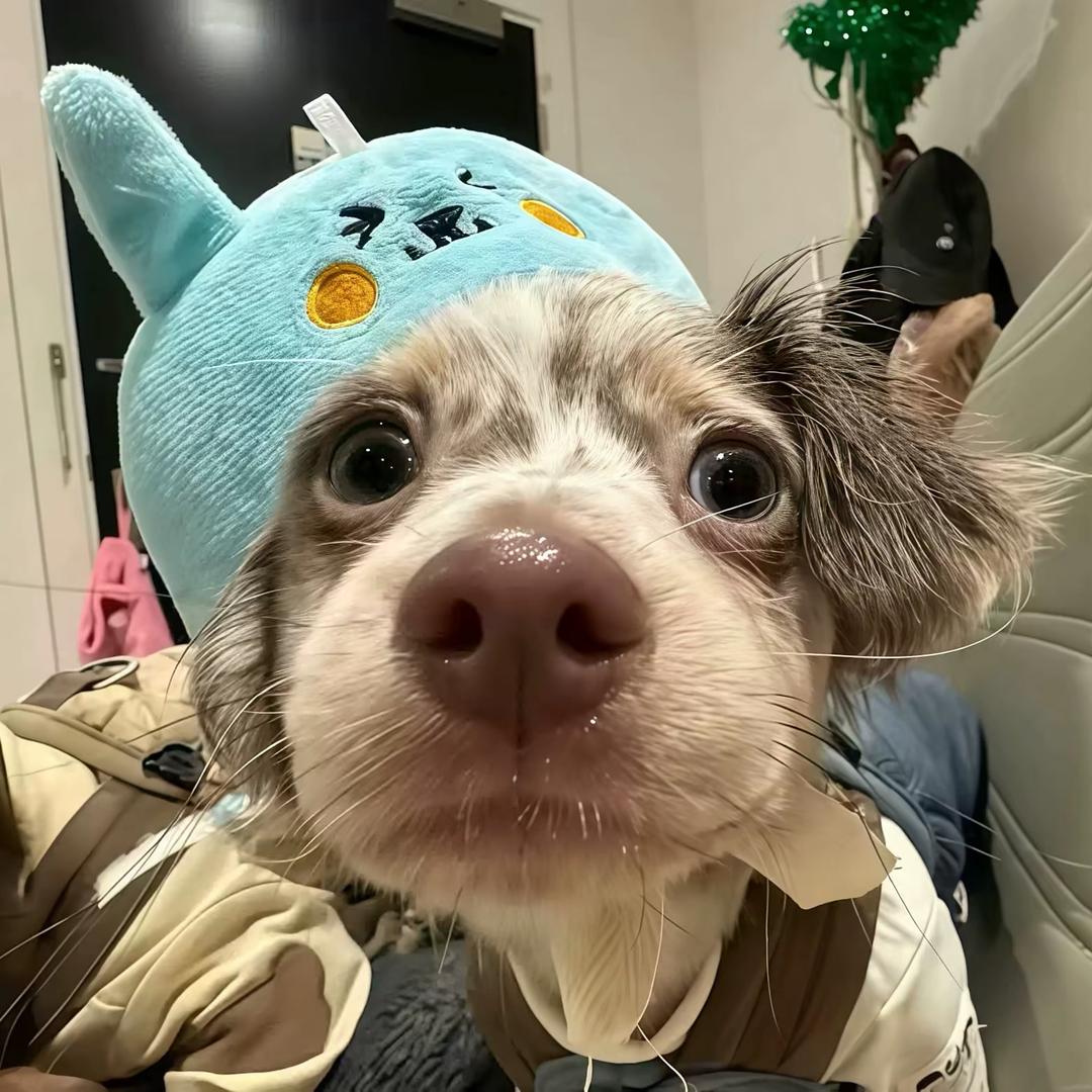 顺心