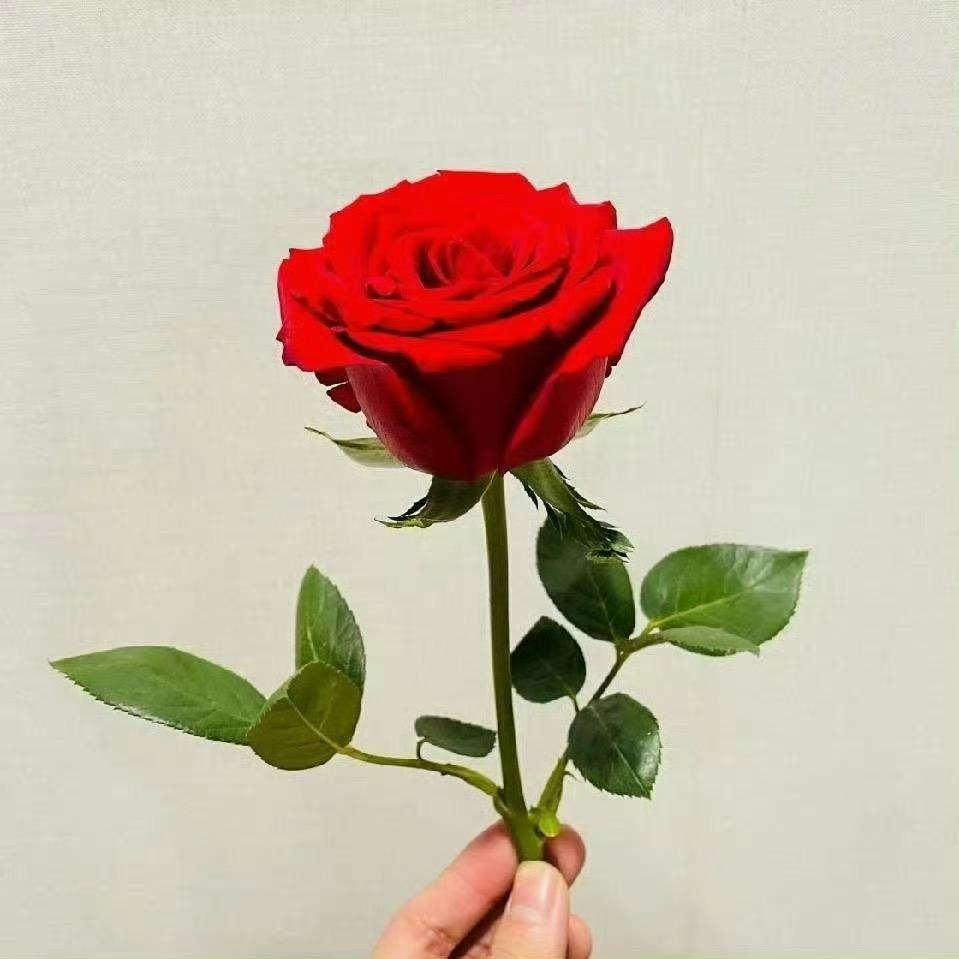 雾中谷雨3追风人