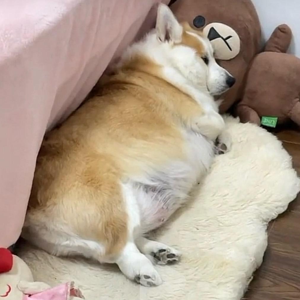 胖甜是一辆柯基
