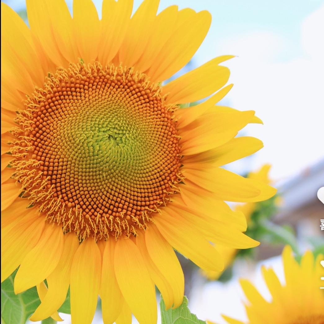 日诏食品旗舰店