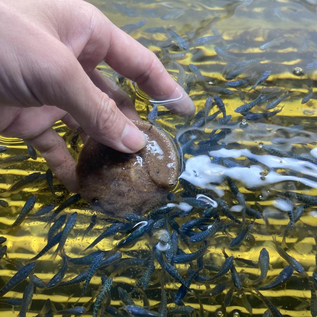 老余斗鱼水族馆