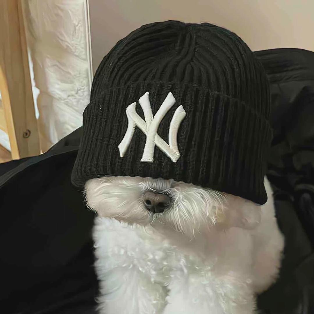 不吃鱼的猫