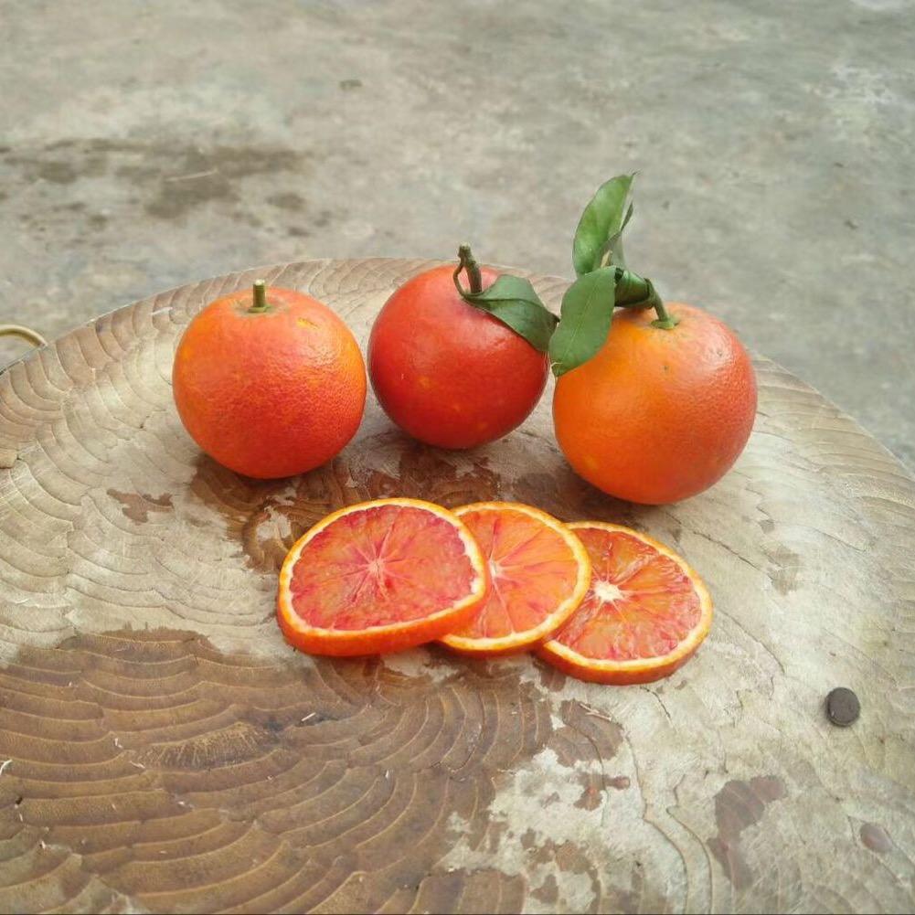 四川红橘丹丹姐