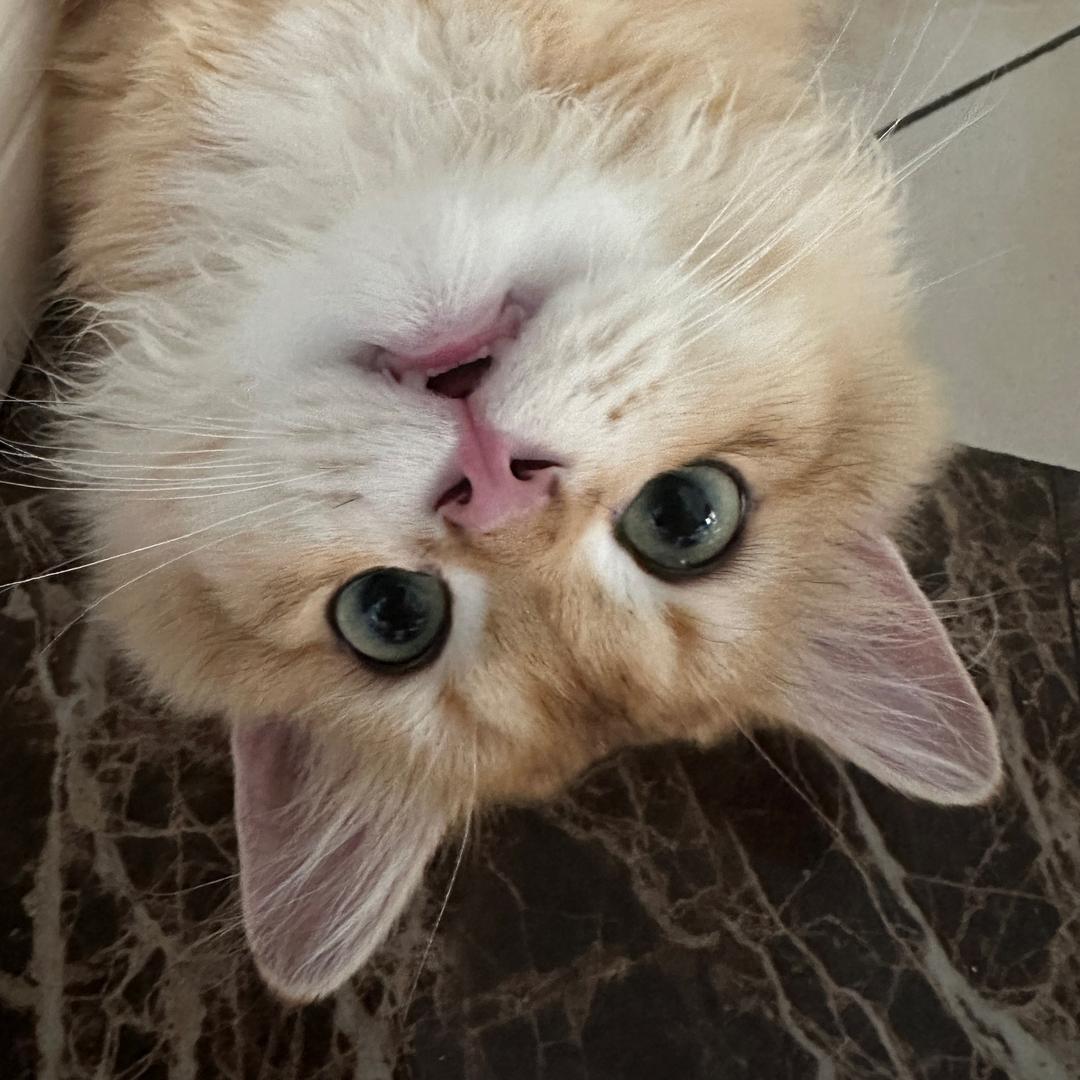 墩墩是只猫