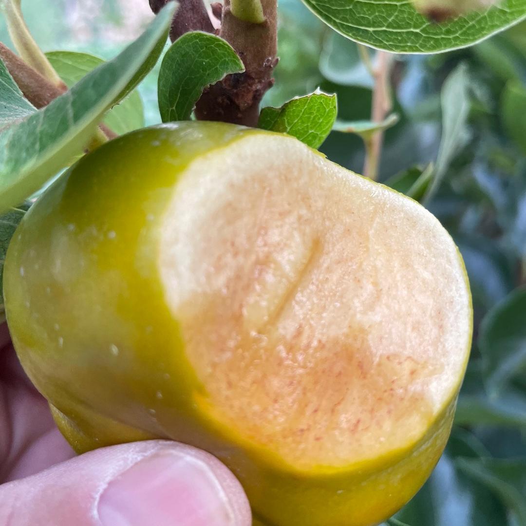 鲜山甜院政木果树苗木专卖店