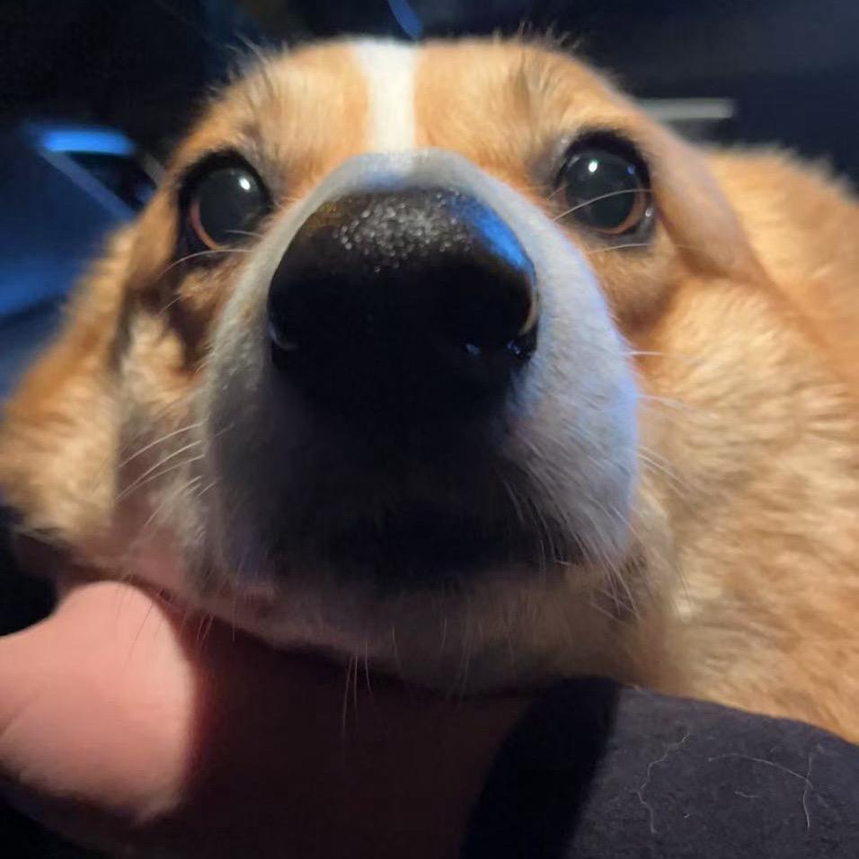 叮当猫
