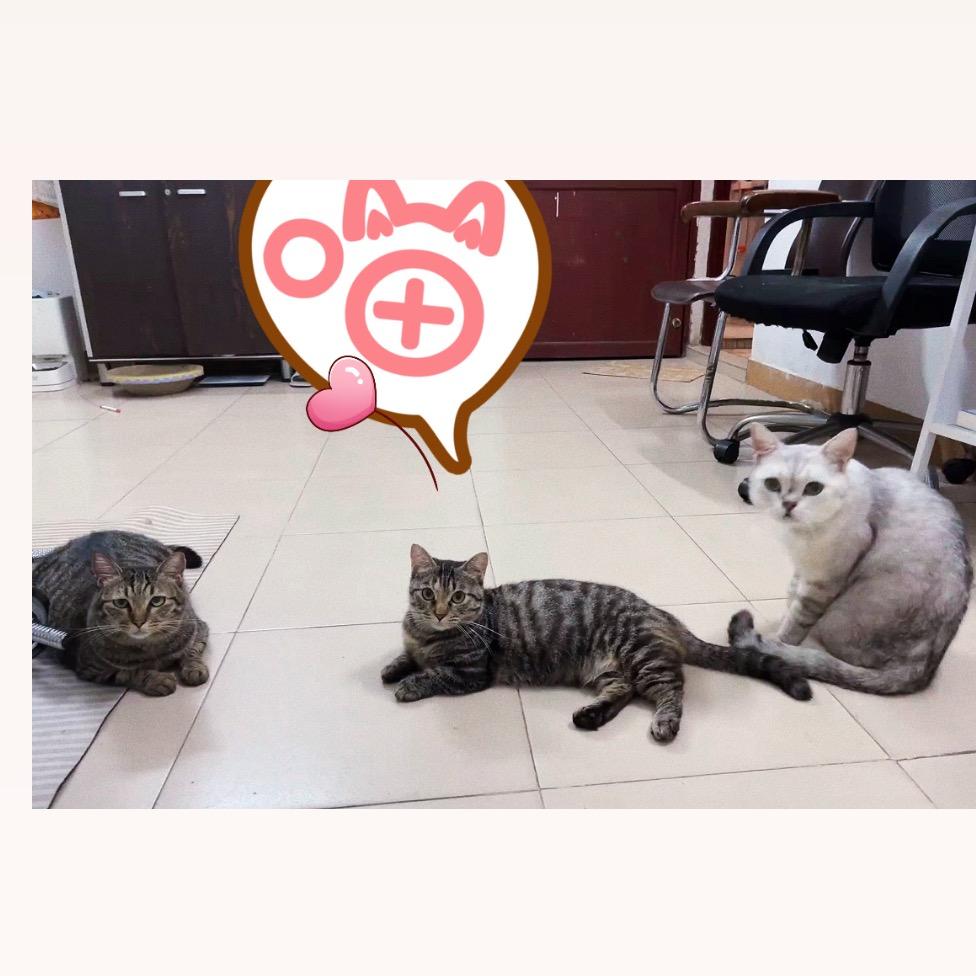 家有肥猫🐱