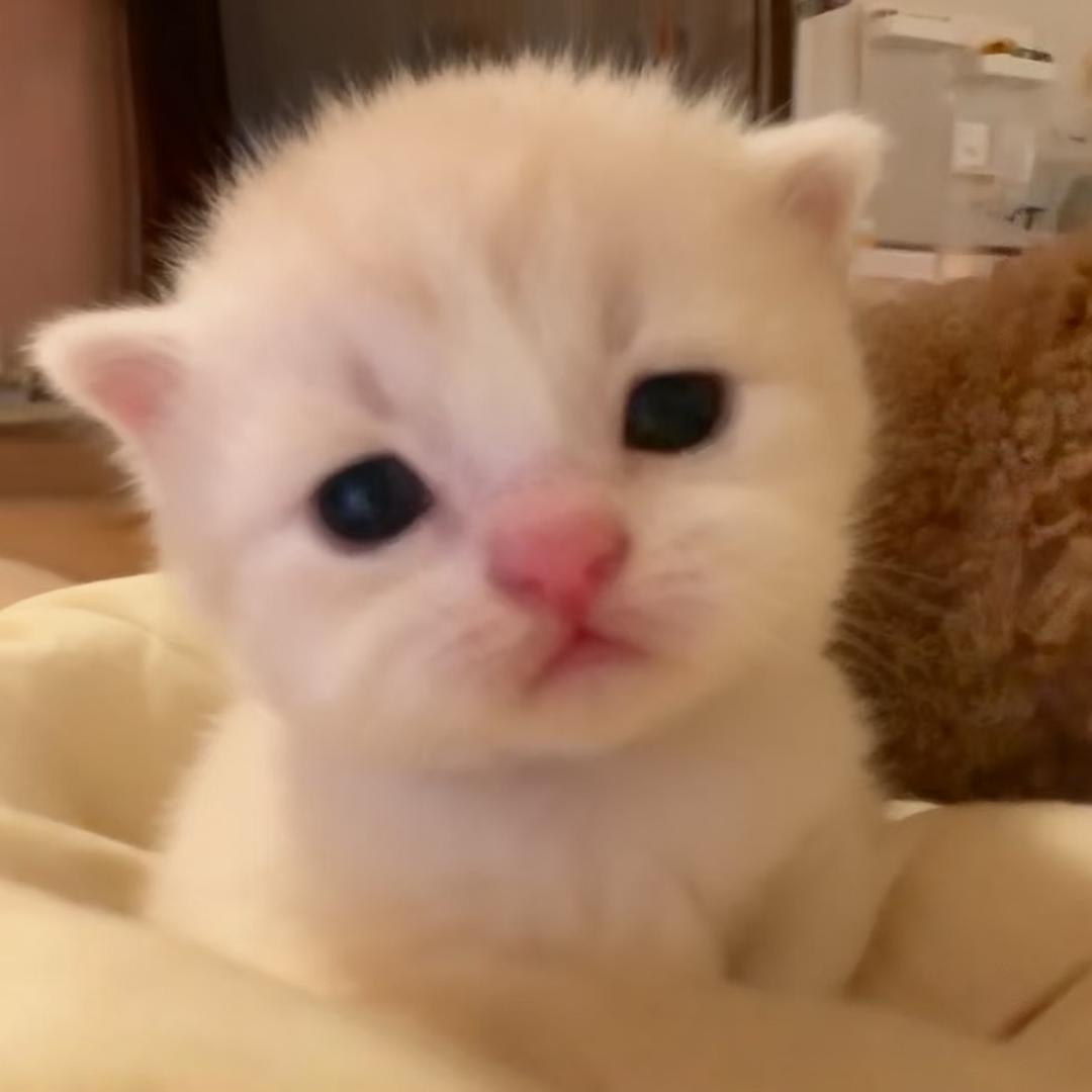 树上有只母猪