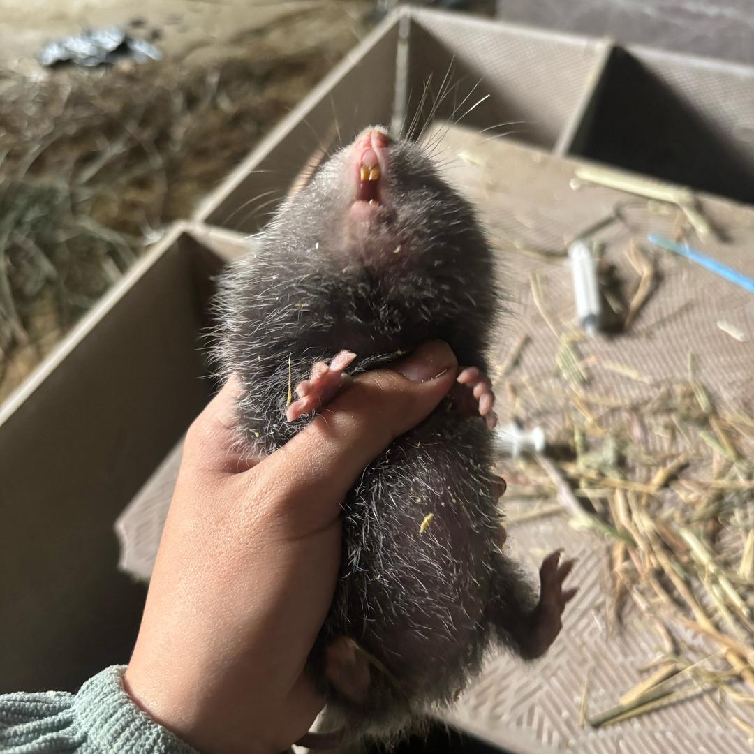 养竹鼠的鼠鼠