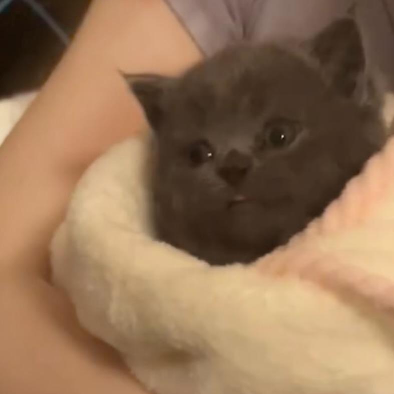 小娇脑袋