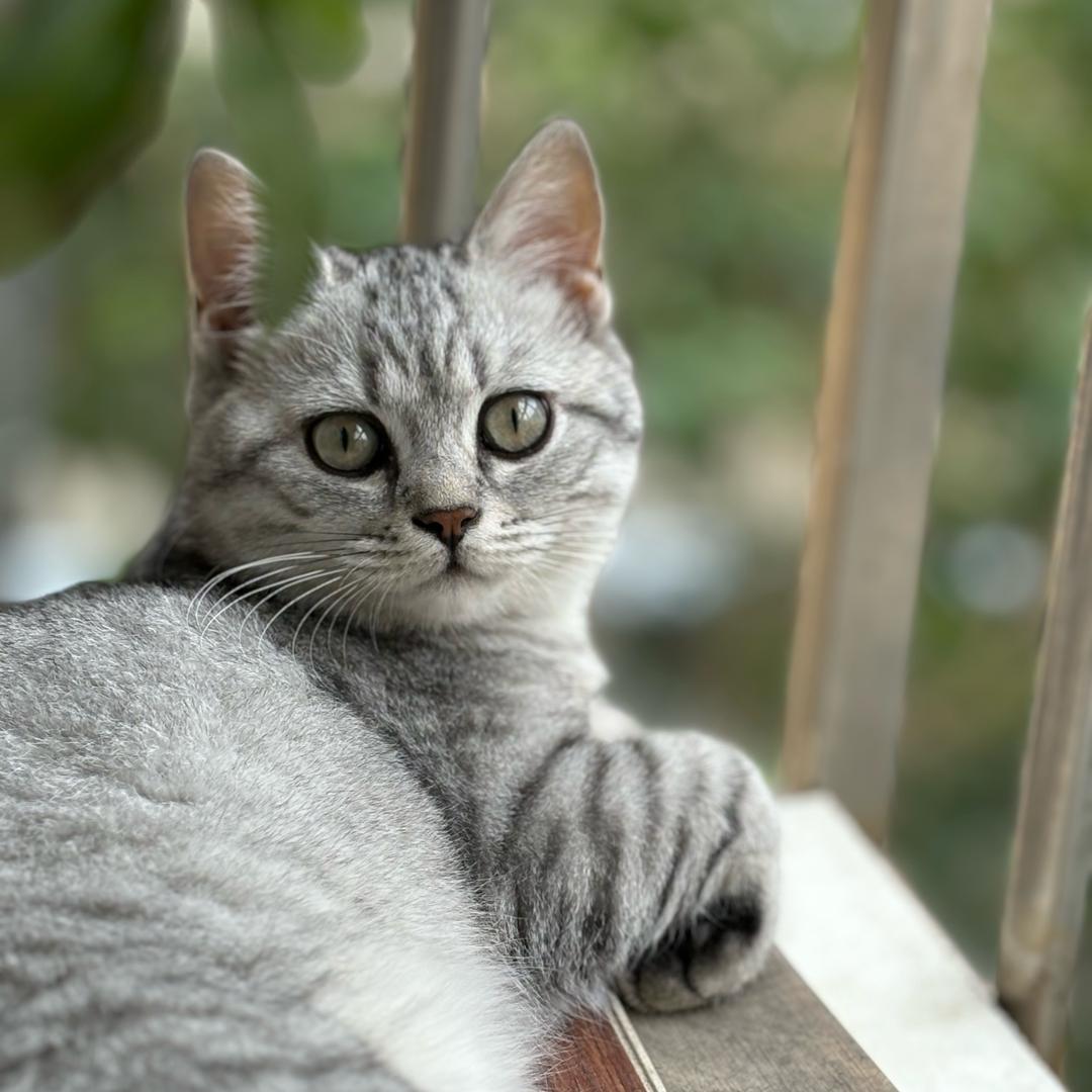 汤圆是个小可爱