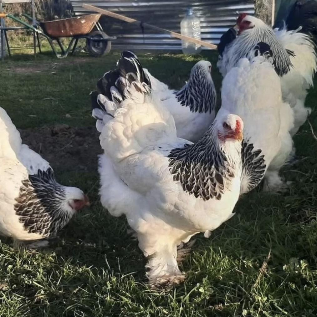 婆罗门鸡养殖林场