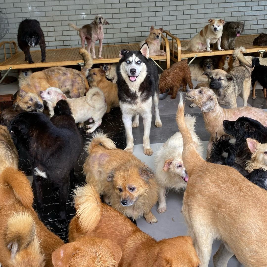 茸毛小院🐈🐶