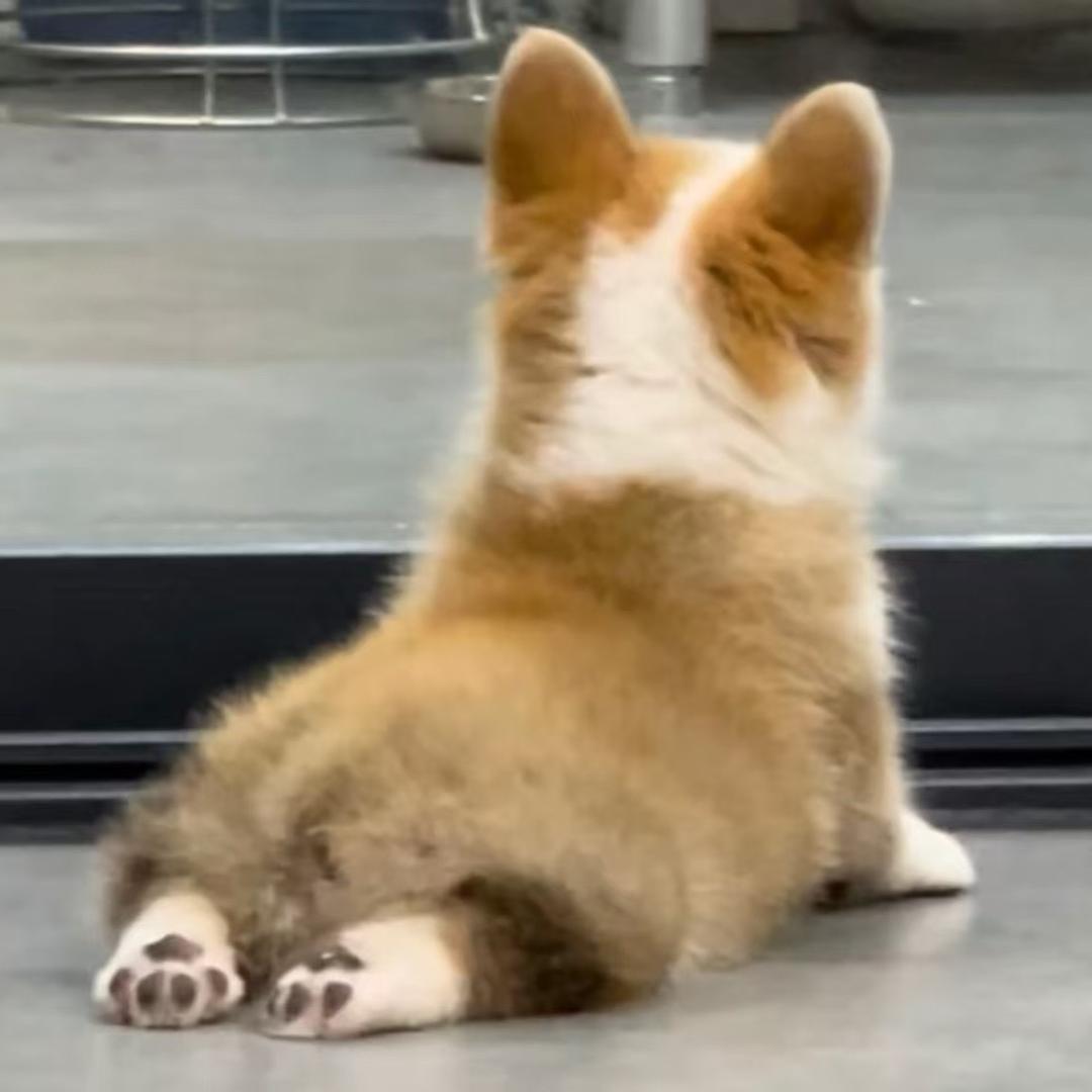 伊歪