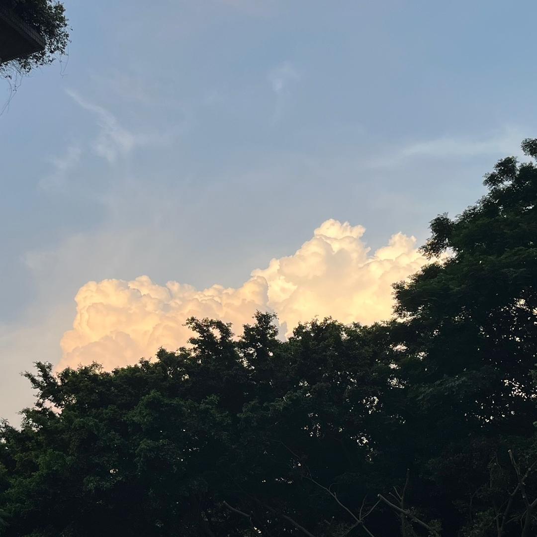 真不吃番茄