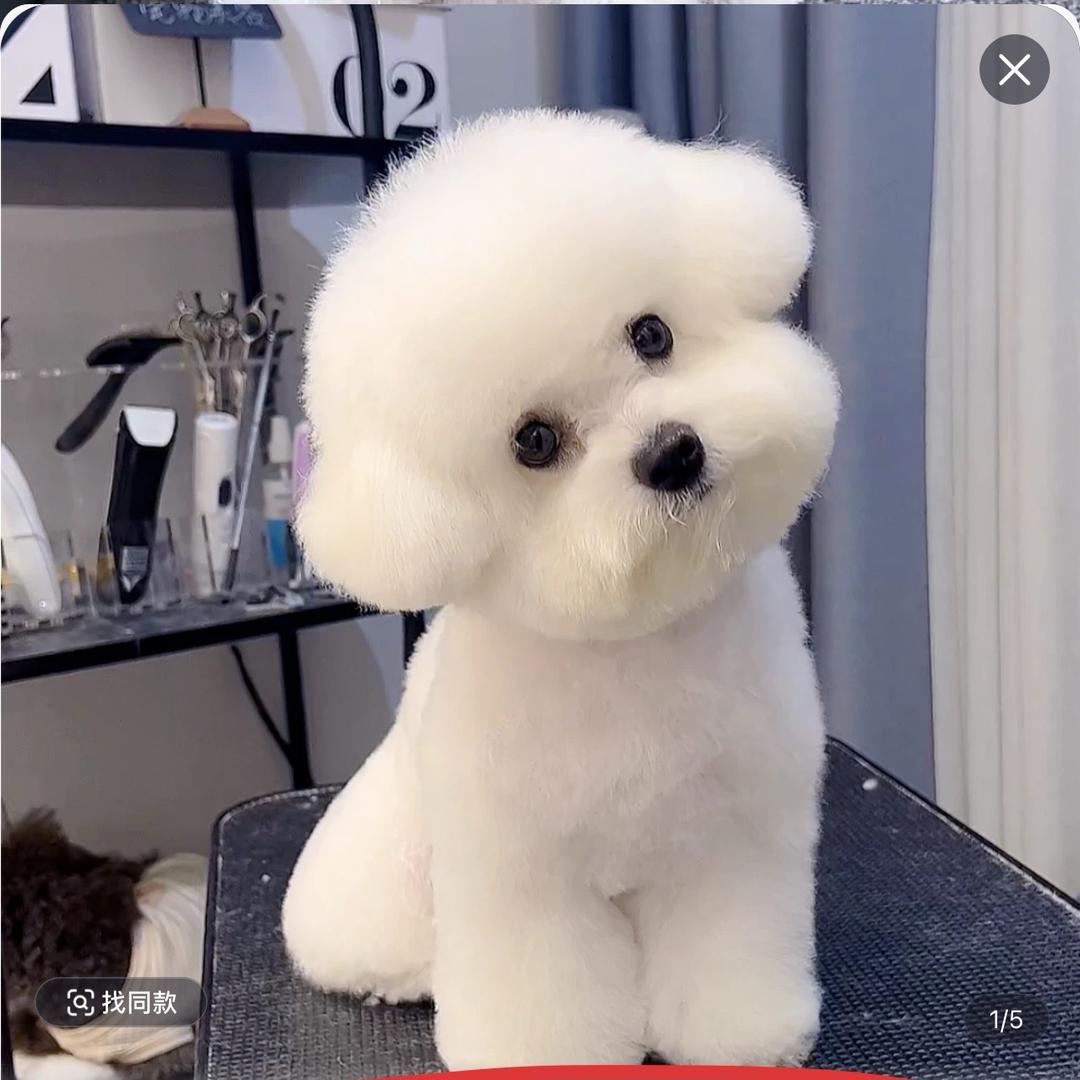 西西家萌宠5️⃣（西施犬）