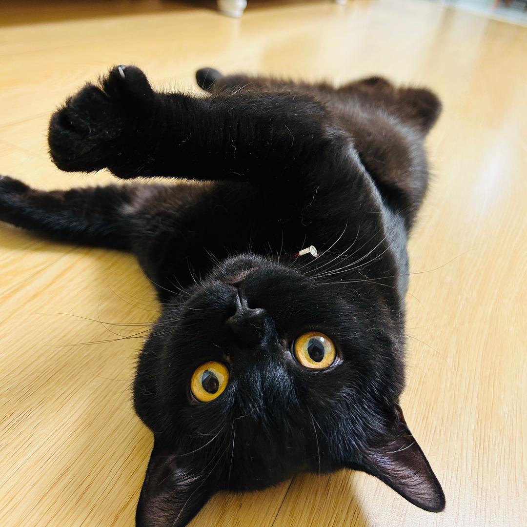 JN的猫
