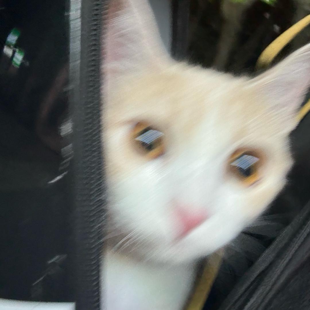 痞老板勇闯蟹堡王